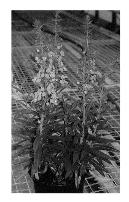 Figure 1 of US plant patent PP29202, the photograph of Ansupi printed in the patent.