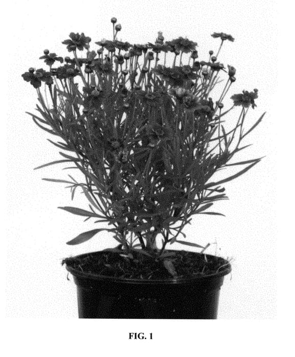 Figure 1 of US plant patent PP29203, the photograph of URITW01 printed in the patent.