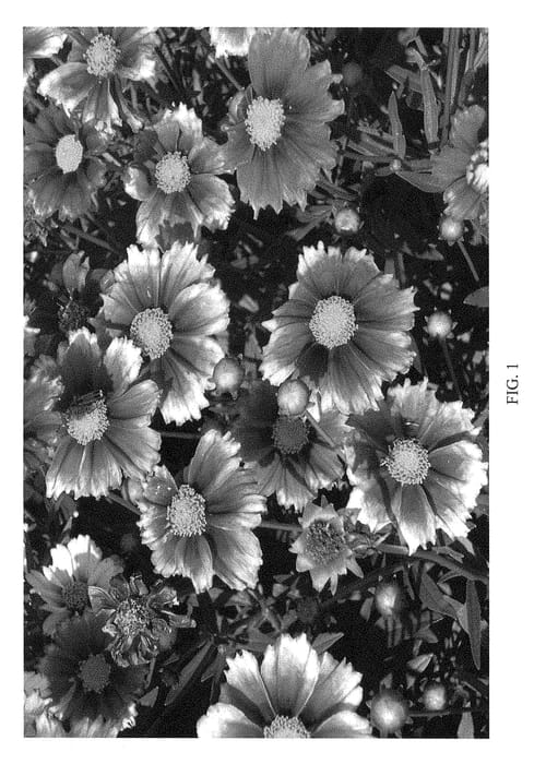 Figure 1 of US plant patent PP29204, the photograph of Proise printed in the patent.