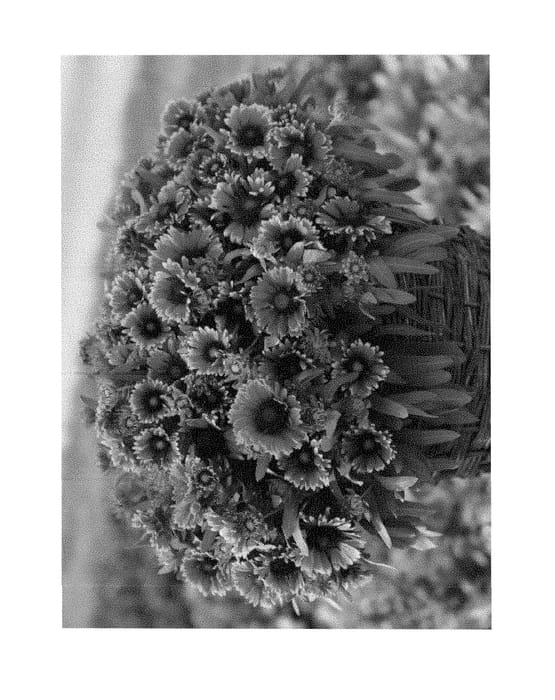 Figure 1 of US plant patent PP29205, the photograph of bargaispinor printed in the patent.
