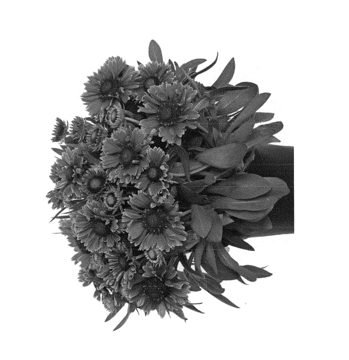 Figure 1 of US plant patent PP29206, the photograph of Bargaispinyel printed in the patent.
