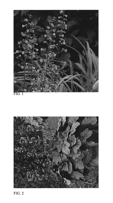 Figure 1 of US plant patent PP29207, the photograph of Silver Gumdrop printed in the patent.