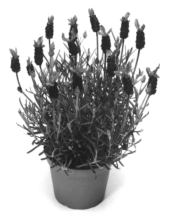 Figure 1 of US plant patent PP29208, the photograph of LABZ0007 printed in the patent.