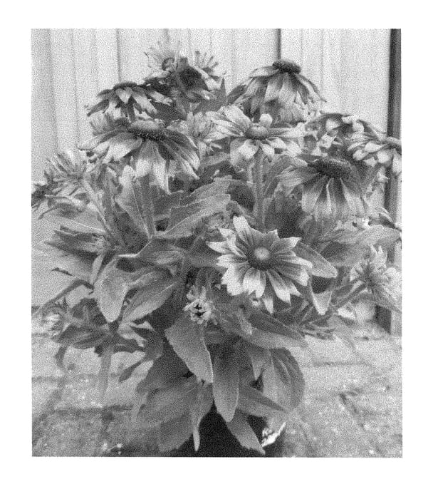 Figure 1 of US plant patent PP29209, the photograph of ET RDB 401 printed in the patent.