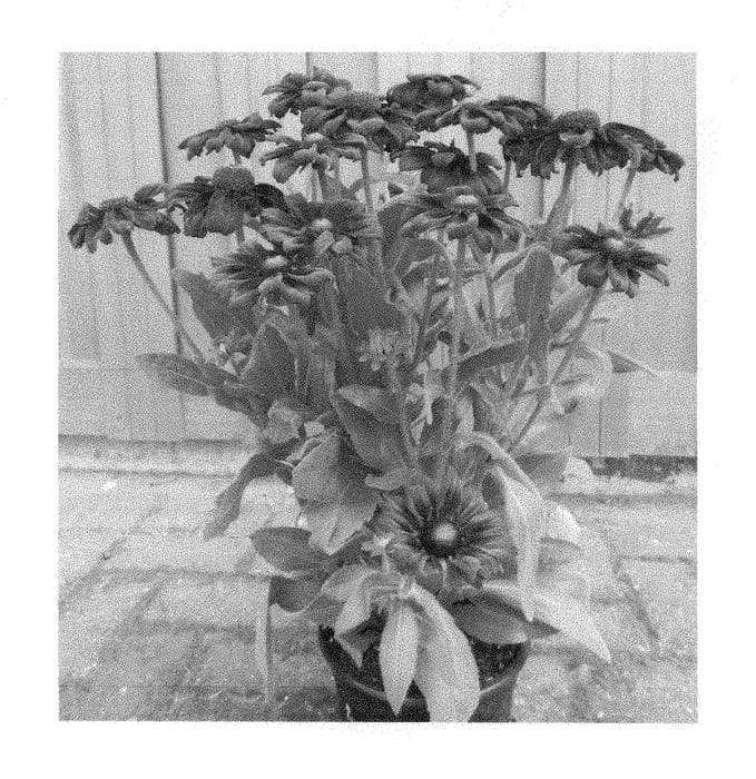 Figure 1 of US plant patent PP29210, the photograph of ET RDB 402 printed in the patent.