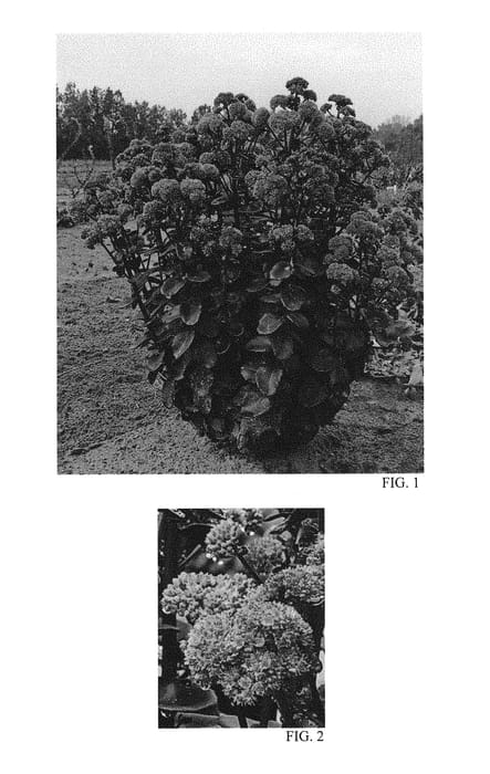 Figure 1 of US plant patent PP29211, the photograph of Night Embers printed in the patent.