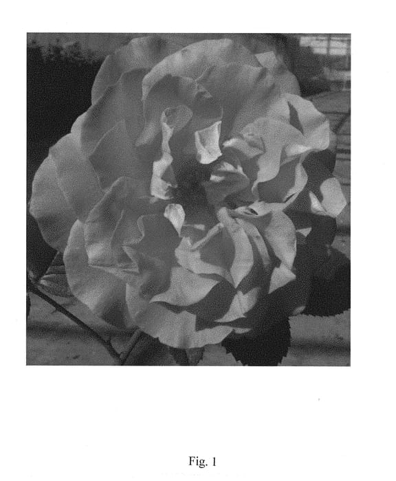 Figure 1 of US plant patent PP29212, the photograph of RNF PINK 01 printed in the patent.