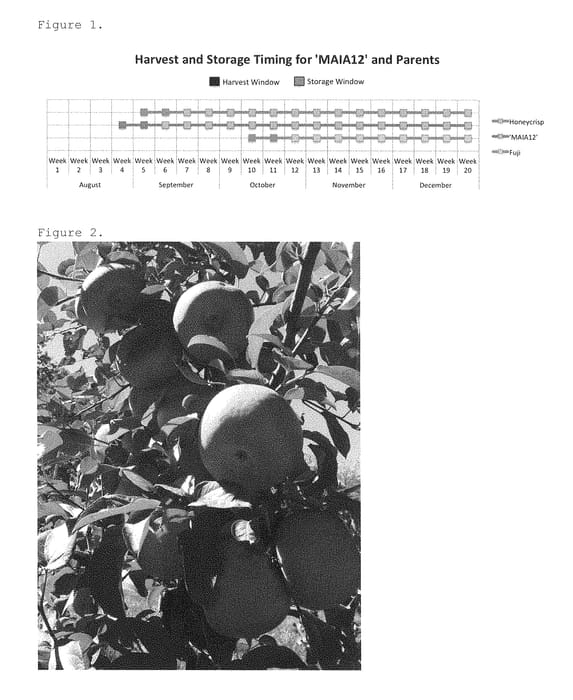 Figure 1 of US plant patent PP29213, the photograph of MAIA12 printed in the patent.
