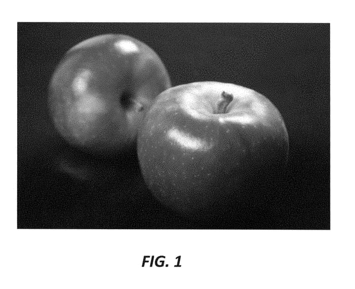 Figure 1 of US plant patent PP29214, the photograph of PremA129 printed in the patent.