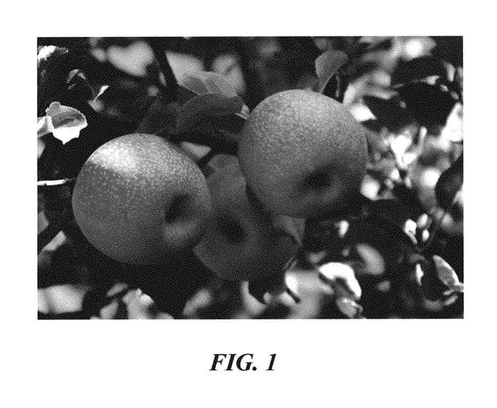 Figure 1 of US plant patent PP29215, the photograph of Howell TC5 WF printed in the patent.