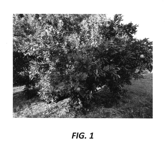 Figure 1 of US plant patent PP29216, the photograph of Leanri printed in the patent.