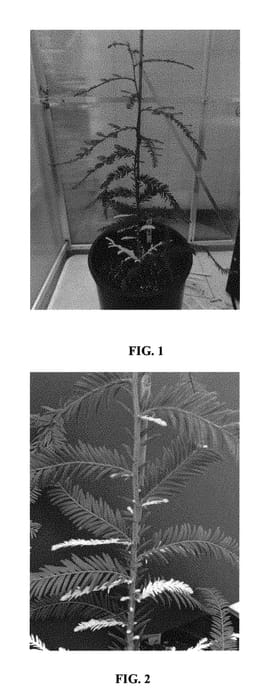 Figure 1 of US plant patent PP29217, the photograph of Early Snow printed in the patent.