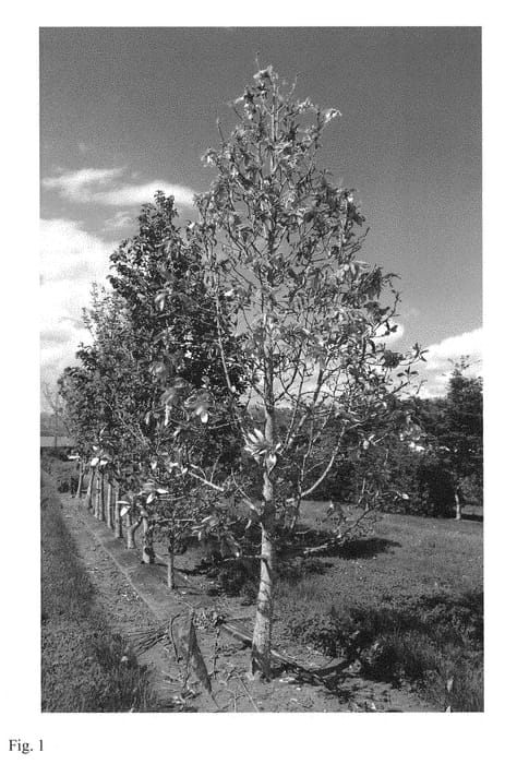 Figure 1 of US plant patent PP29218, the photograph of NCMX1 printed in the patent.