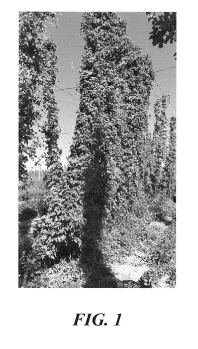 Figure 1 of US plant patent PP29219, the photograph of HBC 472 printed in the patent.