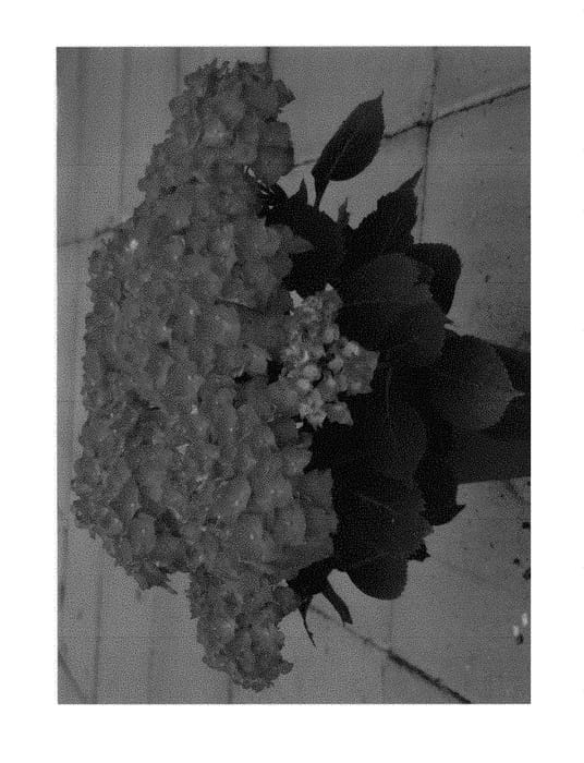Figure 1 of US plant patent PP29220, the photograph of hba215911 printed in the patent.