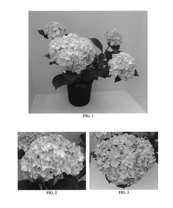 Figure 1 of US plant patent PP29221, the photograph of YHLAX15 printed in the patent.