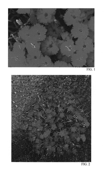 Figure 1 of US plant patent PP29222, the photograph of Paint the Town Magenta printed in the patent.