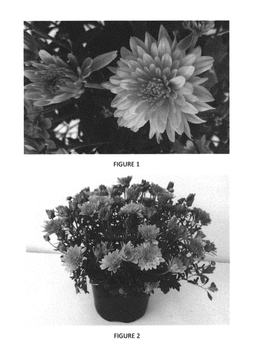 Figure 1 of US plant patent PP29223, the photograph of CIFZ0057 printed in the patent.