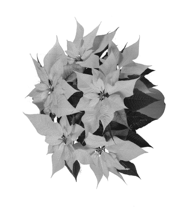 Figure 1 of US plant patent PP29224, the photograph of LAZZPO1315 printed in the patent.