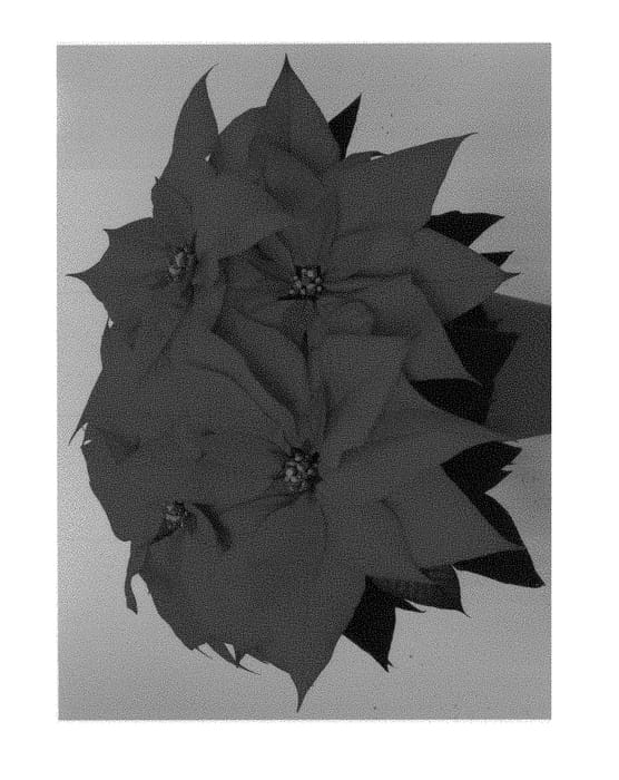Figure 1 of US plant patent PP29225, the photograph of Dueferra printed in the patent.