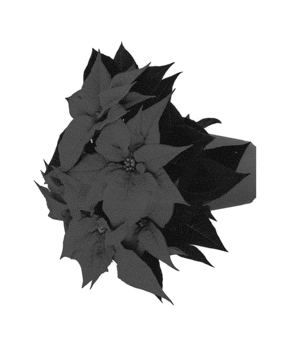 Figure 1 of US plant patent PP29226, the photograph of Duepobouq printed in the patent.