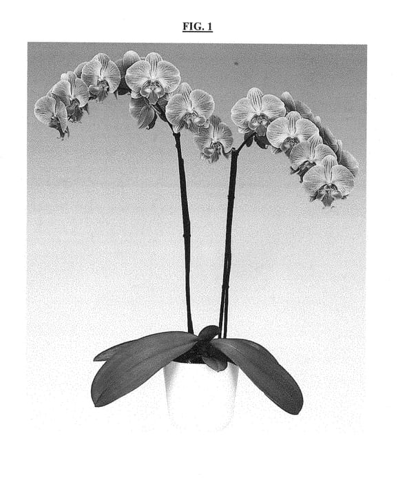 Figure 1 of US plant patent PP29227, the photograph of FLOR254033 printed in the patent.