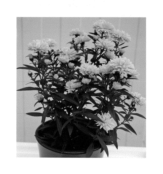 Figure 1 of US plant patent PP29228, the photograph of Zanaslisu printed in the patent.