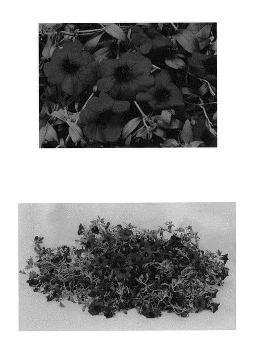 Figure 1 of US plant patent PP29229, the photograph of Duesunpur printed in the patent.