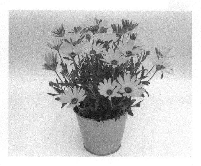 Figure 1 of US plant patent PP29230, the photograph of KLEOE15267 printed in the patent.