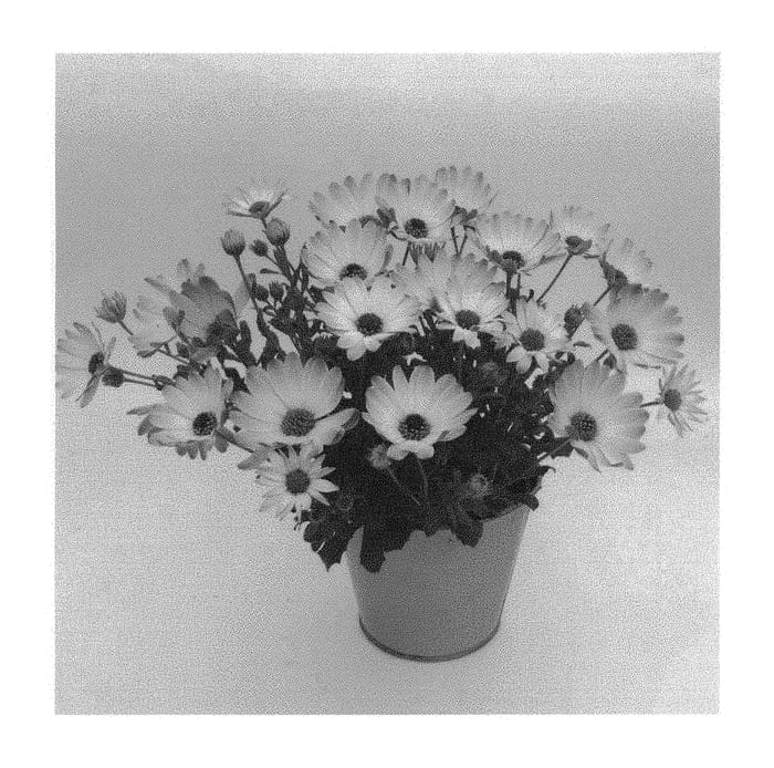 Figure 1 of US plant patent PP29231, the photograph of KLEOE15272 printed in the patent.