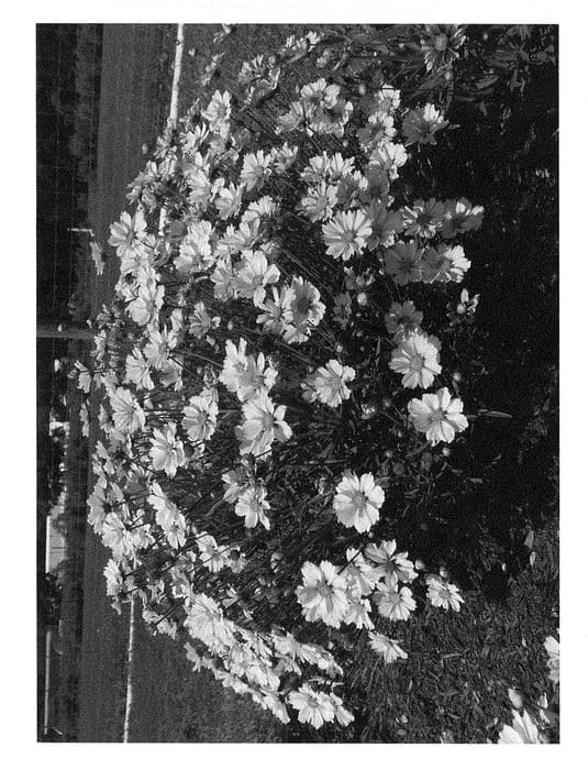 Figure 1 of US plant patent PP29232, the photograph of Proory printed in the patent.