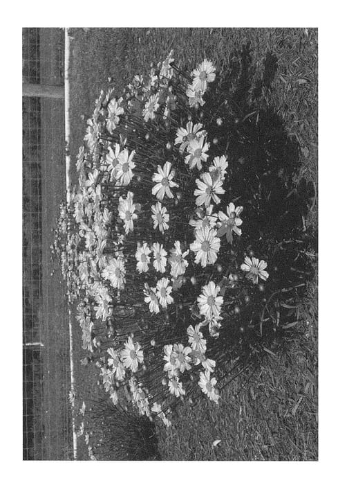 Figure 1 of US plant patent PP29233, the photograph of Promon printed in the patent.
