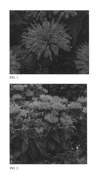 Figure 1 of US plant patent PP29234, the photograph of Pardon My Cerise printed in the patent.