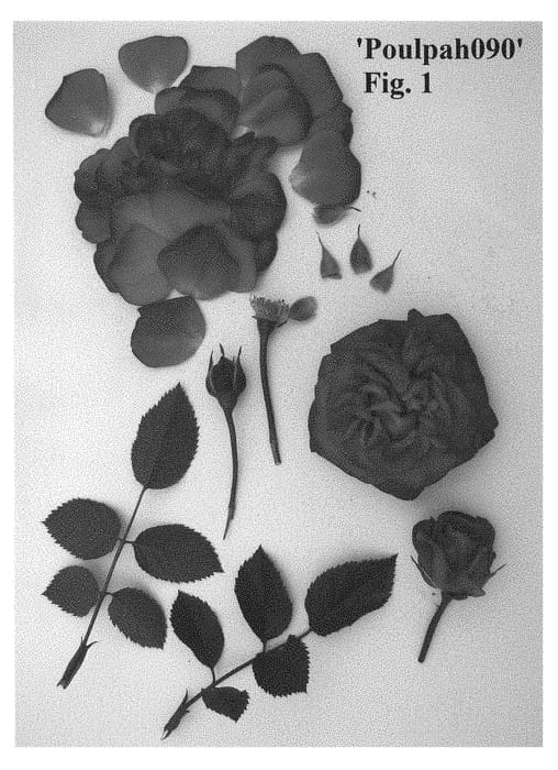 Figure 1 of US plant patent PP29235, the photograph of Poulpah090 printed in the patent.