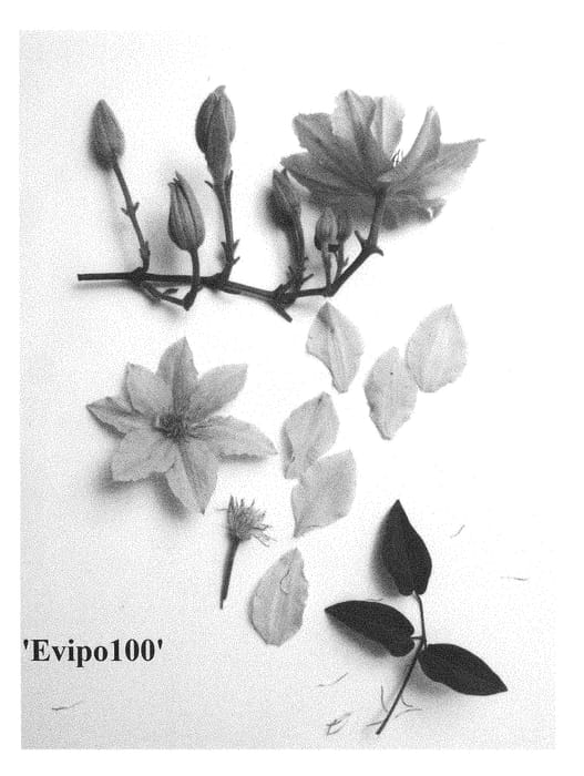 Figure 1 of US plant patent PP29236, the photograph of Evipo100 printed in the patent.