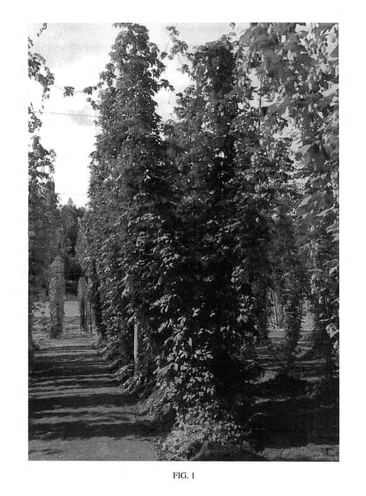 Figure 1 of US plant patent PP29237, the photograph of Furano 0802D go printed in the patent.