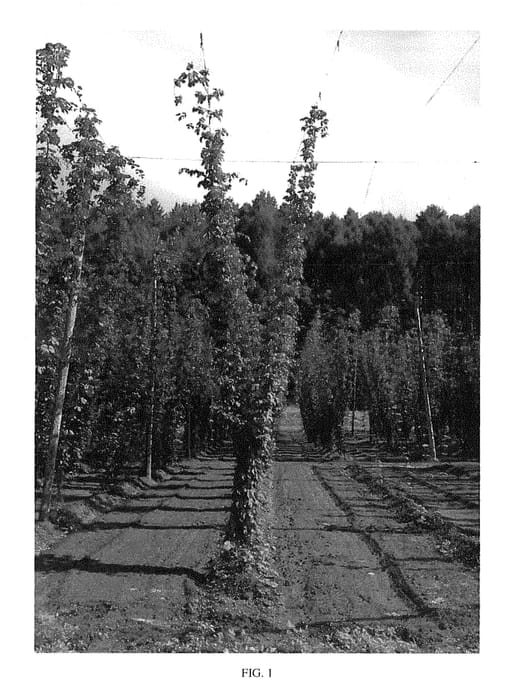 Figure 1 of US plant patent PP29238, the photograph of Furano 0901B go printed in the patent.