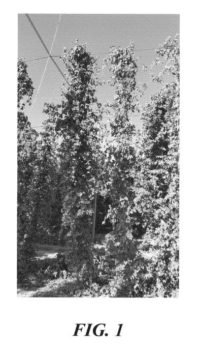 Figure 1 of US plant patent PP29240, the photograph of HBC 567 printed in the patent.