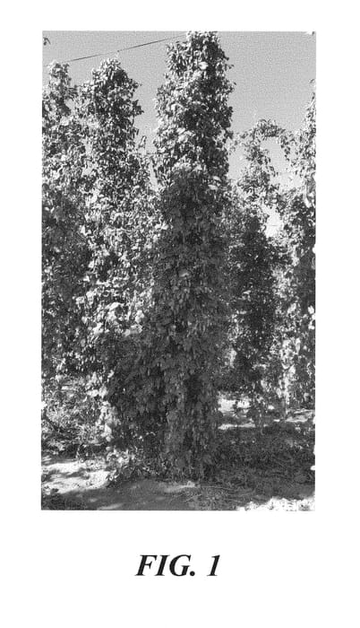 Figure 1 of US plant patent PP29241, the photograph of HBC 568 printed in the patent.