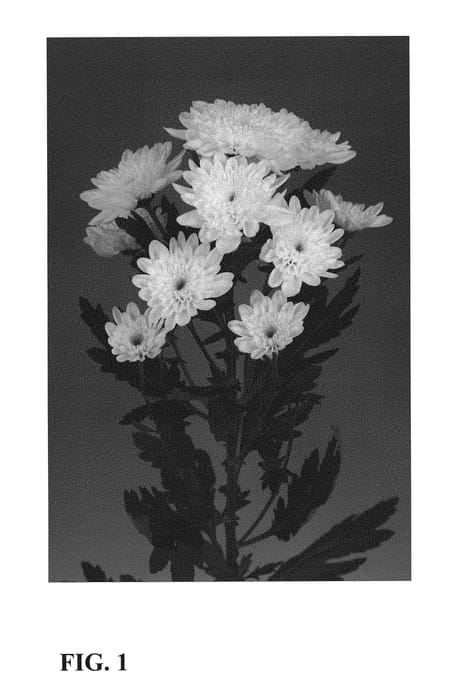 Figure 1 of US plant patent PP29242, the photograph of Zanmubonimp printed in the patent.