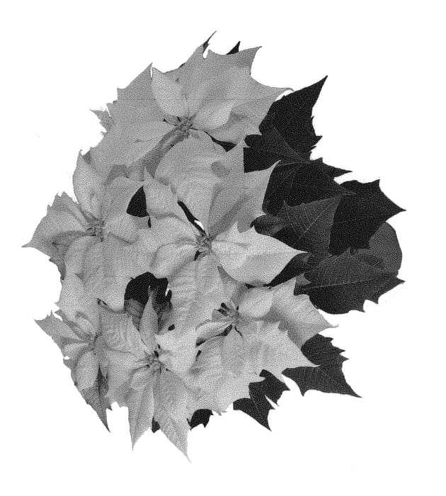 Figure 1 of US plant patent PP29243, the photograph of LAZZPO1319 printed in the patent.