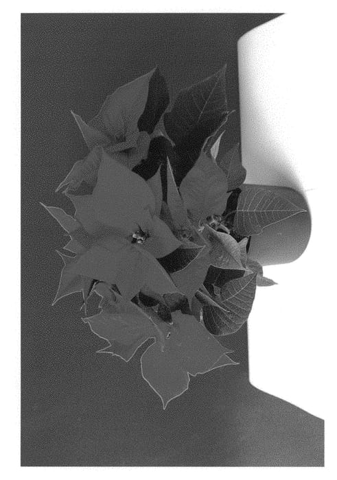 Figure 1 of US plant patent PP29244, the photograph of Bkponai printed in the patent.