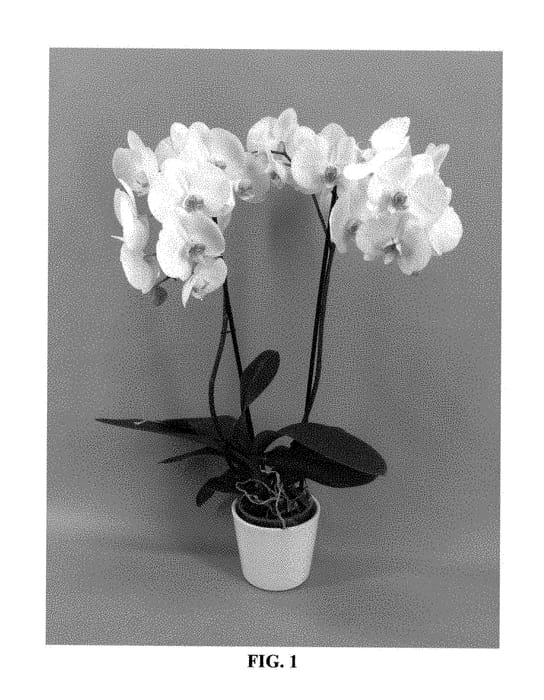 Figure 1 of US plant patent PP29245, the photograph of PHALFOWIC printed in the patent.