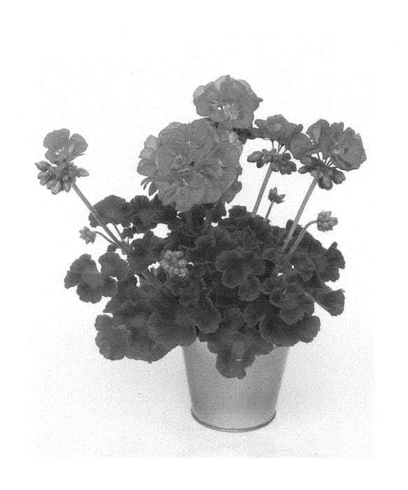 Figure 1 of US plant patent PP29246, the photograph of KLEPZ15403 printed in the patent.