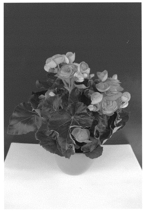 Figure 1 of US plant patent PP29247, the photograph of Bkpbeeas printed in the patent.