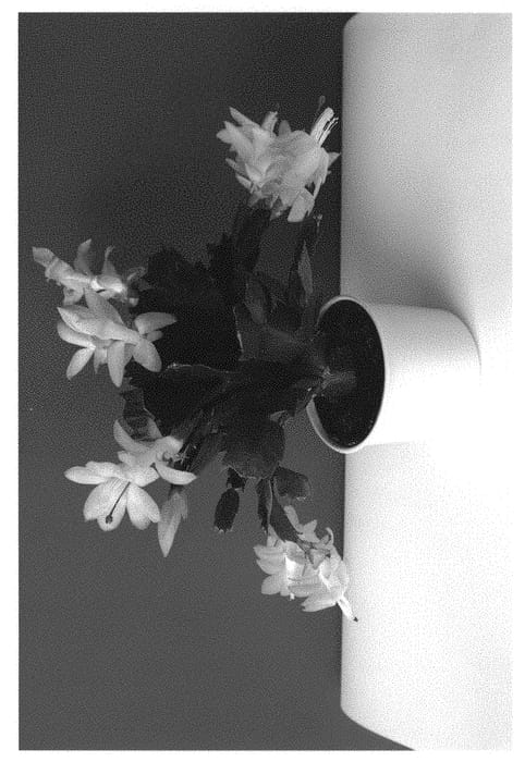 Figure 1 of US plant patent PP29248, the photograph of Thorsophia printed in the patent.