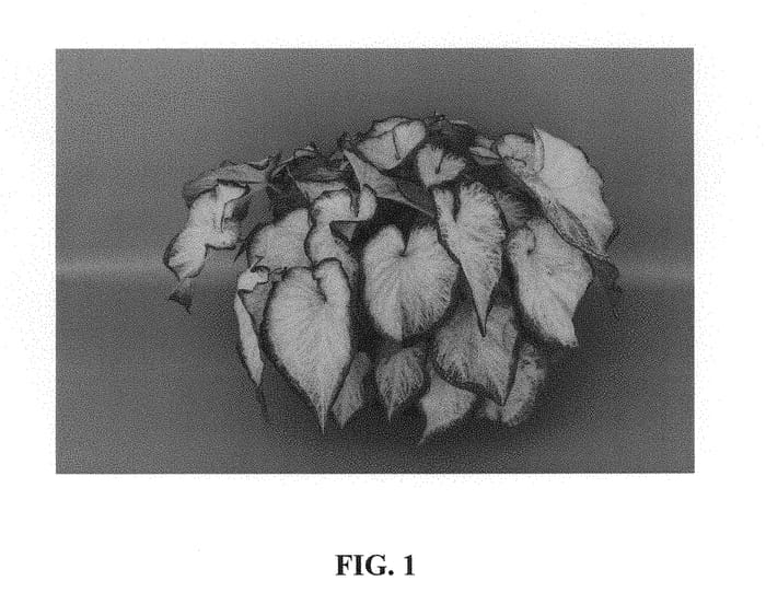Figure 1 of US plant patent PP29249, the photograph of Icicle printed in the patent.