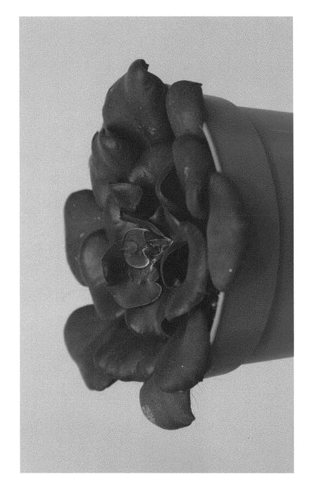Figure 1 of US plant patent PP29250, the photograph of EC-ECH-01 printed in the patent.