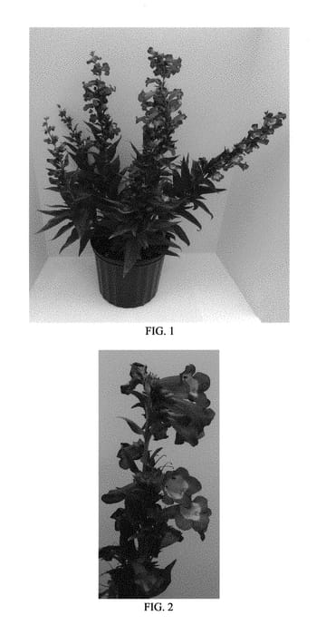 Figure 1 of US plant patent PP29251, the photograph of florpenmag printed in the patent.