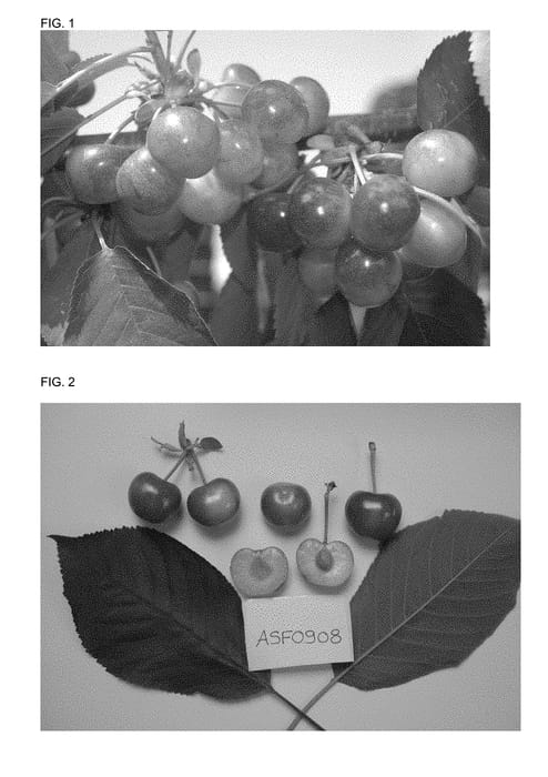 Figure 1 of US plant patent PP29252, the photograph of ROSALOLAM printed in the patent.